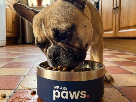Tank, a French Bulldog