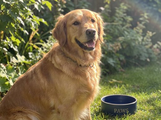 Biscuit, a happy senior dog