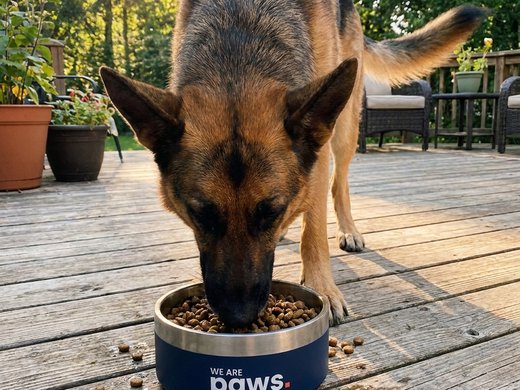 Atlas, a German Shepherd