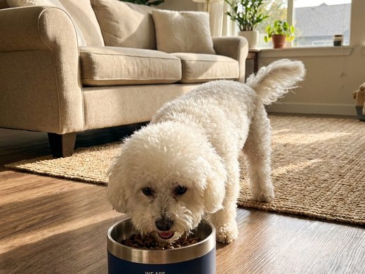 Olive eating from her bowl