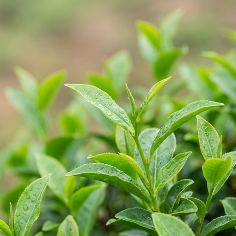 Green tea (decaf)