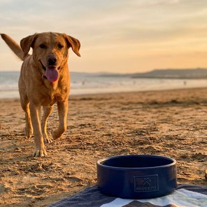 Happy customer dog