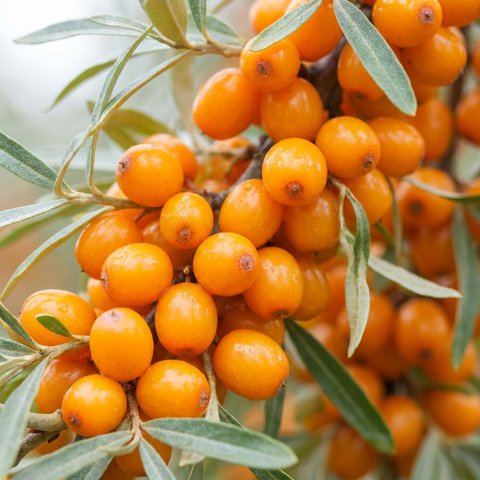 Sea buckthorn