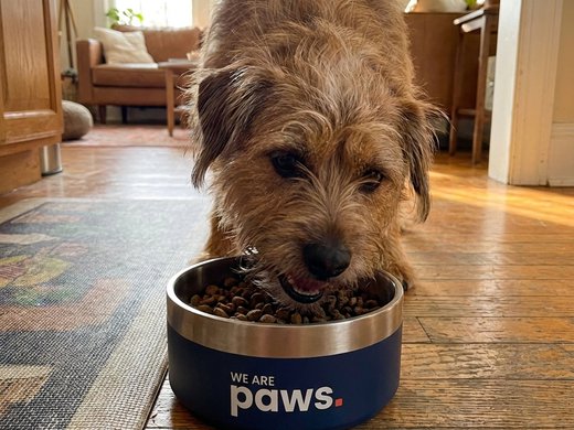 Boomer eating happily